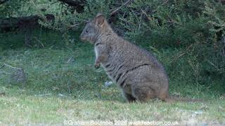 Tasmanian pademelon