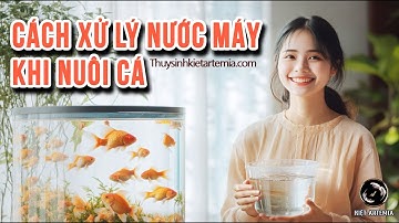 Cách Xử Lý Nước Máy Để Nuôi Cá - Sai Lầm Khiến Cá Yếu & Dễ Chết!