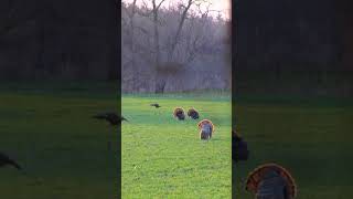 Turkey Reaping