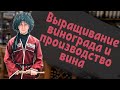 Выращивание винограда и производство вина | Как производится вино | Как обрезать виноград