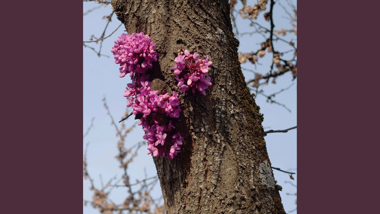 Sleduj Wood (feat. Yu Su) na YouTube Sleduj Wood (feat. Yu Su) na YouTube