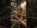 #buildingdreamhome #diyhouse #ecoliving #epoxyriver #foresthome #luxurystairs #bushcraft #short
