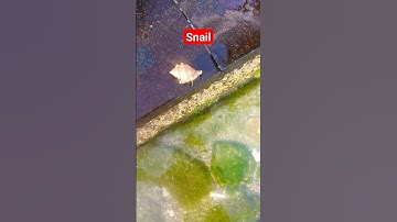 Snail Running 😯🥱 | #shorts #subscribe #like