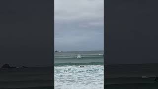 Dolphins Surfing and Jumping Waves