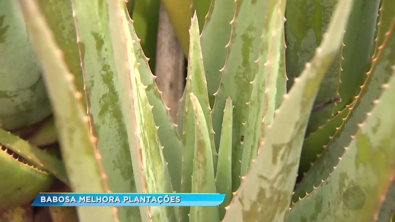 Fertilizante natural feito com babosa melhora a produtividade das lavouras  - thptnganamst.edu.vn