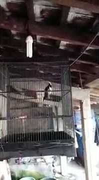 JALAK SUREN ISIAN CIGUN