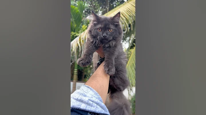Watch the video about Persian kittens for sale 💕 ! Persian cat price ! Cats video ! viral cats video ! Cats ! #cat #cute