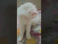 Persian Cat #persian #persiancat