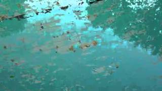 Wasserwellen Internetversion