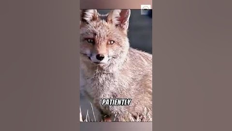 Cunning Fox Outsmarts Eagle inEpic Showdown #animals #shortvideo #fox #youtubeusashorts #youtubeusa