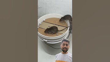 Best Trap for MOUSE // DIY MOUSE TRAP 🪤🪤  🐭🐭 #shorts #funny #mousetrap