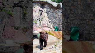 Медведь. Мишка косолапый. Московский зоопарк 2025. Лето в Москве/ Bear. Moscow Zoo #москва #медведь
