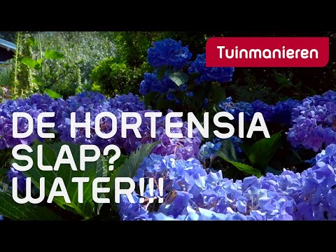 Video: Wat doen water aan plante?