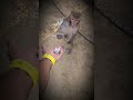 किसी की झोली एक दम खाली रह जाती है 🥺💯| #sadstatus #shortsfeed #mahadev #shorts #ytshorts |