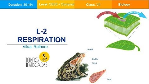 L - 2 Respiratory Sysytem | Class 7 Crash Course | Vikas Rathore | TTB