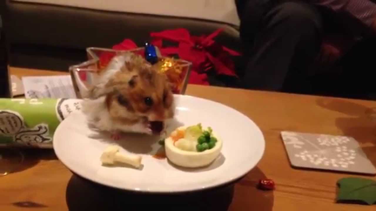 Hamster Eating a Tiny Christmas Dinner - YouTube