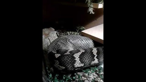 Carpet Python Shedding His Skin
