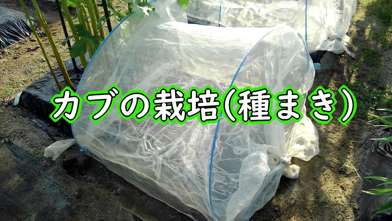 カブ 種まき 特徴: カブの種まき方法 – カブの育て方・栽培方法｜種まきに適した時期や収穫も紹介 – OWUYW