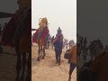 Camels 🐪 riding Sea ⛵🌊 Beach ⛱️🏖️ Puri #enjoy #travel #photography #memories