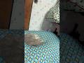 [猫]寝てたのに覗いてきた😺 #shorts #cutecat