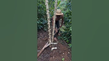 PRIA INI CABUT SINGKONG RAKSASA, DIMAKAN SEMINGGU GA HABIS HABIS