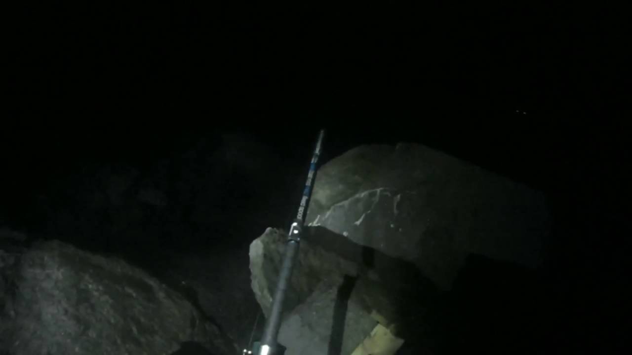 Zeebaars op de kop van de Zuidpier Ijmuiden