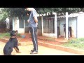 Adestramento Rottweiler Mike - 1° Mês