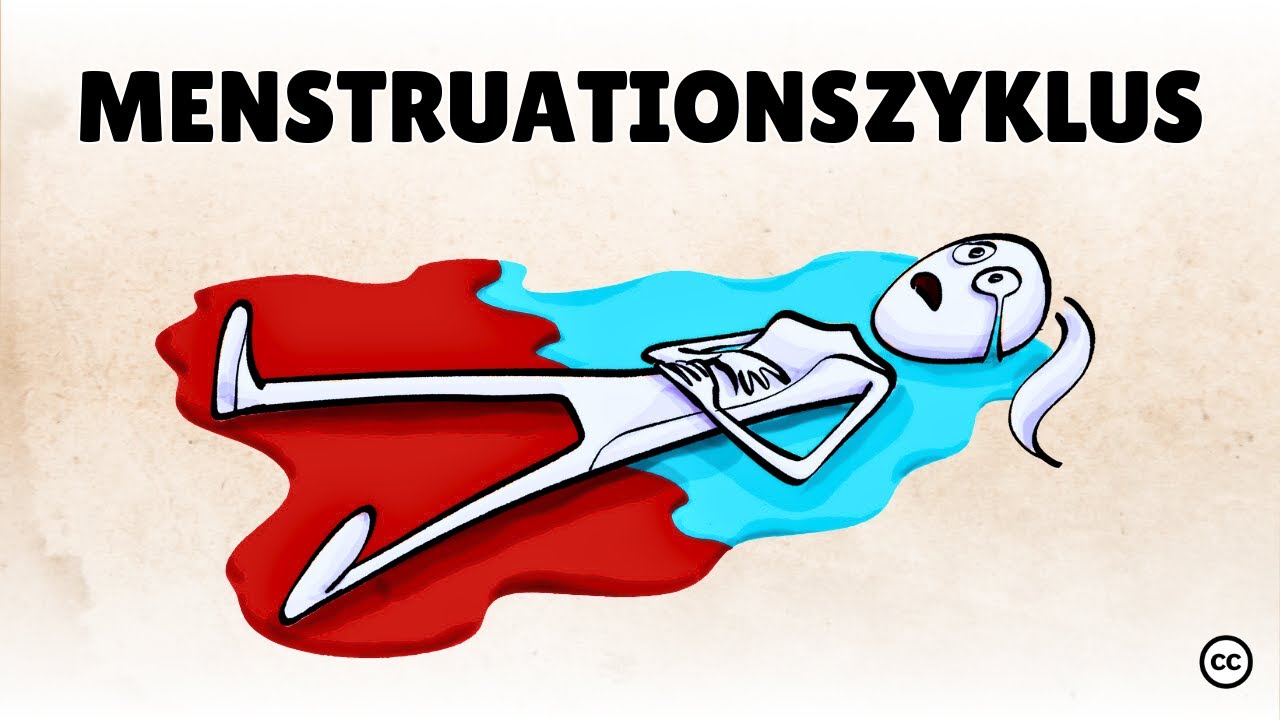 Der Menstruationszyklus