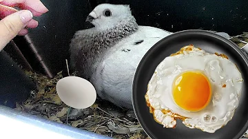 Are pigeon eggs tasty?