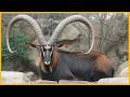 Strangest Animals Living In Africa Nature S Wildest Designs Revealed Strangest Animals Living In Africa Nature S Wildest Designs Revealed