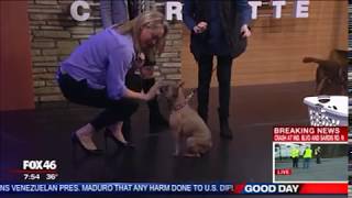 So You Think You Can Bark Pet-testants Simon & Basil On Fox 46 Charlotte by Stand For Animals 48 views 5 years ago 3 minutes, 15 seconds