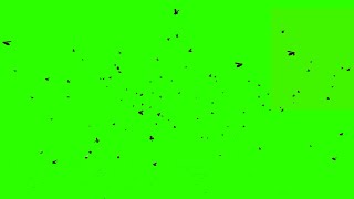 Flies Flying Green Screen - Chroma Key