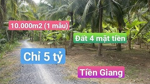 TẬP 102 ❤️1 MẪU ĐẤT VƯỜN 4 MẶT TIỀN 🍃VIEW CỰC ĐẸP ,TÂN PHÚ ĐÔNG,TIỀN GIANG@ngocnhatruong2279