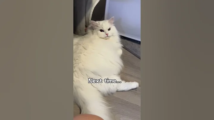 Watch the video about Unlimited treats and foodies 🍿✨ #cat #cats #pets #cute #kitten #cutecat #funnycats #funny #kitty