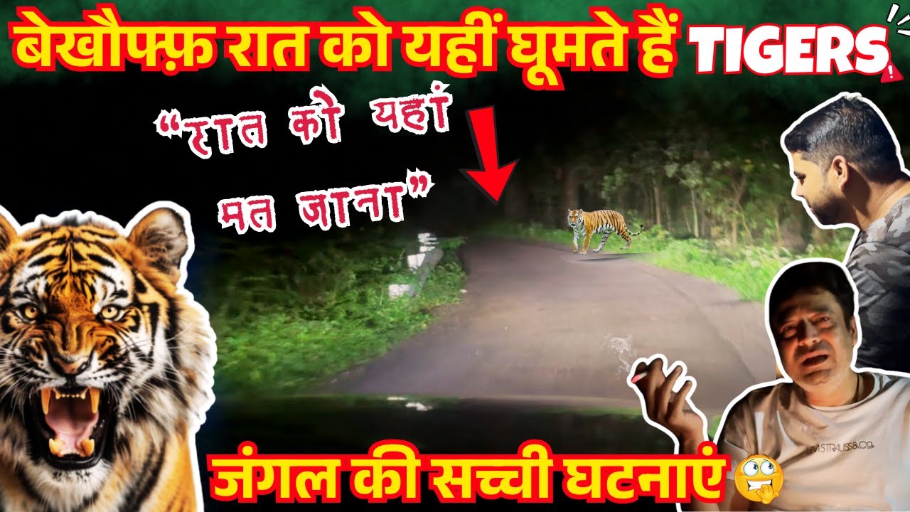 अक्सर यहाँ इंसानो से टकराता है TIGER | REAL TIGER INCIDENTS | CORBETT TALES #tiger
