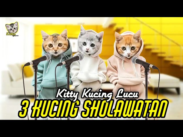 3 KUCING LUCU SHOLAWATAN || Kitty Kucing Lucu class=