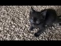 Tiny Kitten is Angry