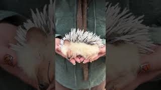 Meet Herbert the Hedgehog #needlefelting