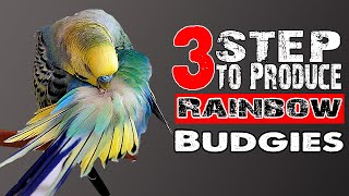 Rainbow Budgies / Rare and common budgie mutations