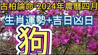 【古柏論命每月運勢+吉日凶日】2024年農曆四月(陽曆2024年5/8 ~ 6/5)生肖運勢分享   狗