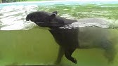 Malayan Tapir Swimming Youtube Malayan Tapir Swimming Youtube