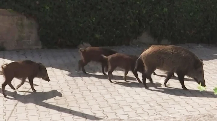 Wild Boar Are Roaming Through Rome