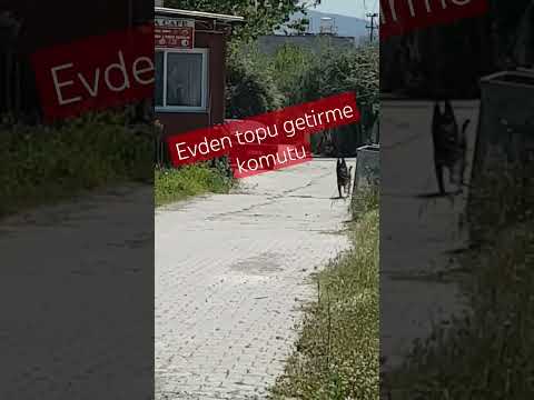MALİNOİS EĞİTİM #dog