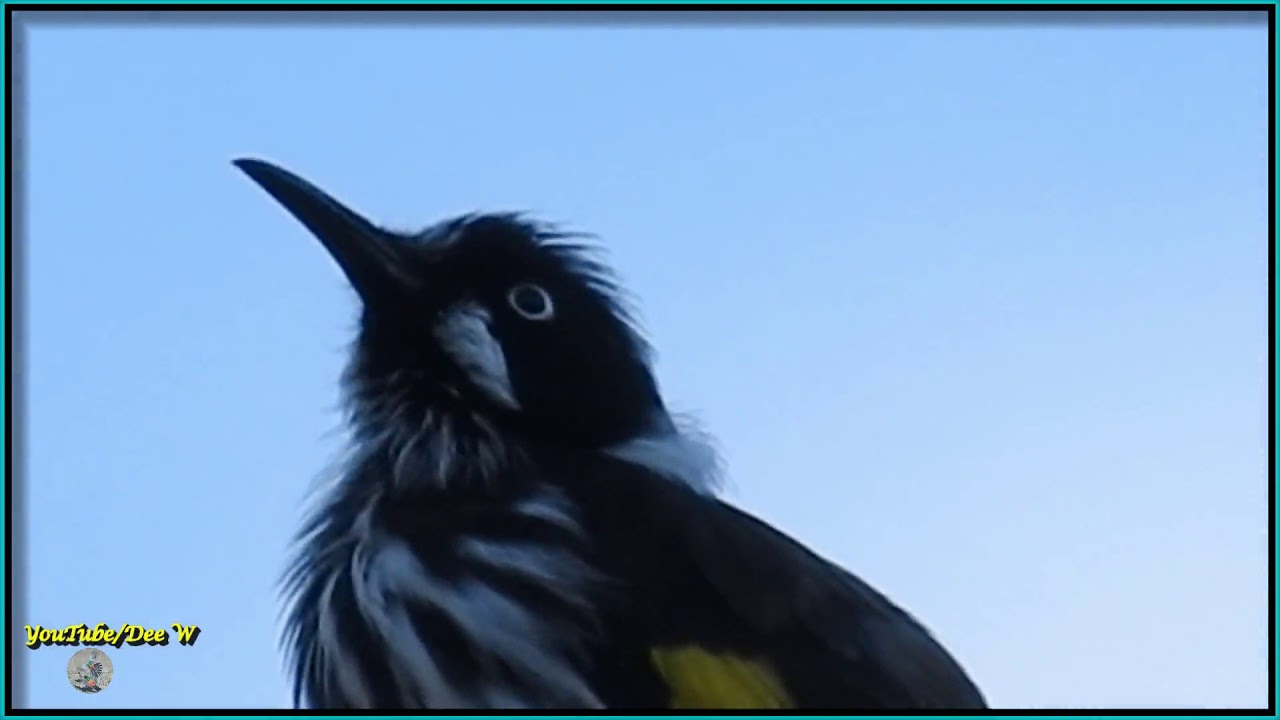 New Holland Honeyeater ~ Australian Birds in My Backyard 