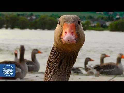 Vídeo: Os gansos egípcios migram?