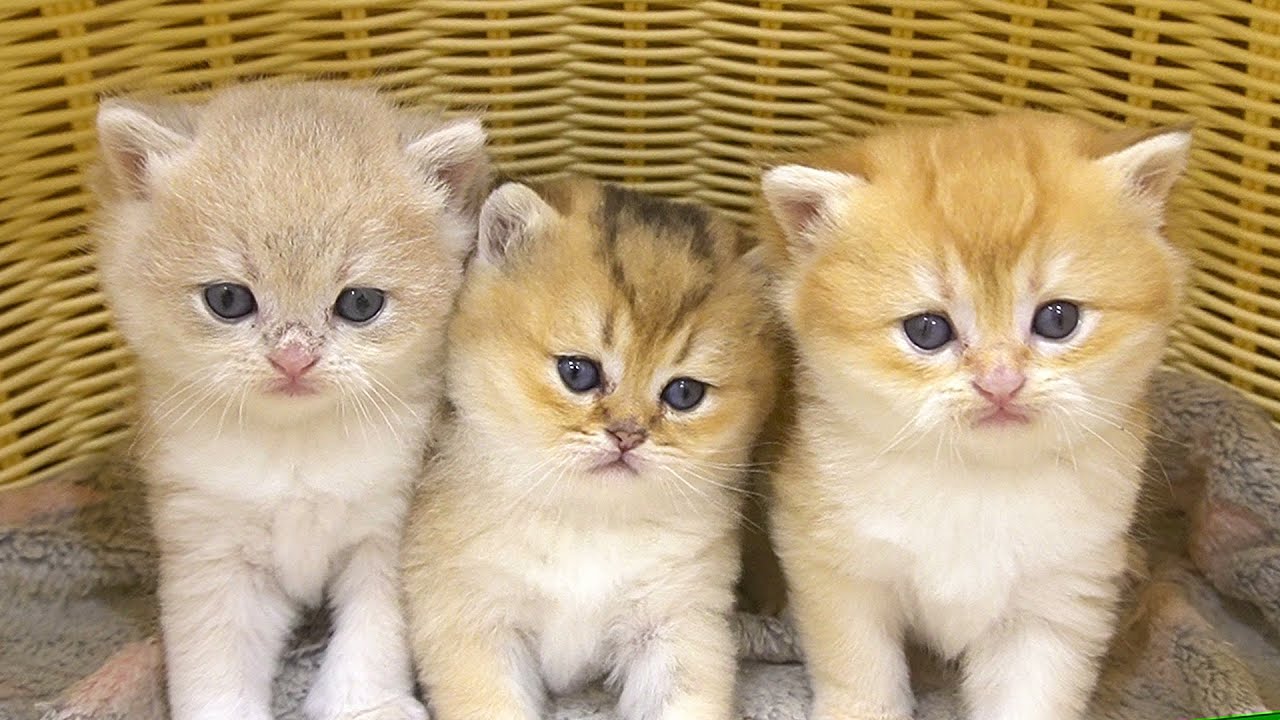 Fluffy kittens have climbed out of the nest and are running around. So cute and funny 🥰