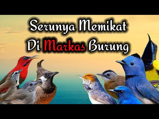 Memikat Burung Kecil Dan Selendang Biru ||| Ampuh Sebagai Suara Pikat Burung Kecil Dan Besar class=