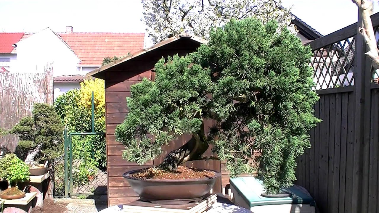 Bonsai - Martin Sturm - Frhlingstag 2010 - Teil1