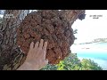 b44)National Park Ushuaia 巧手神功誰創造了美麗的大自然?