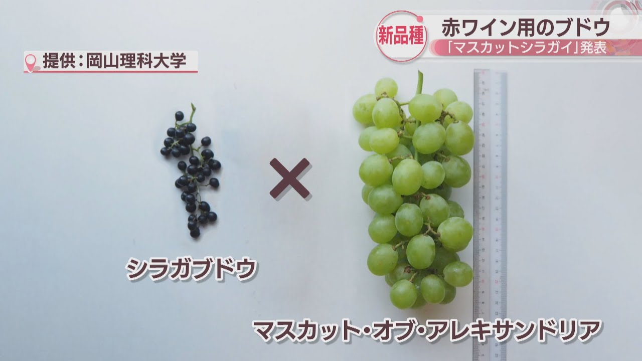 Okayama University of Science announces new red wine grape variety